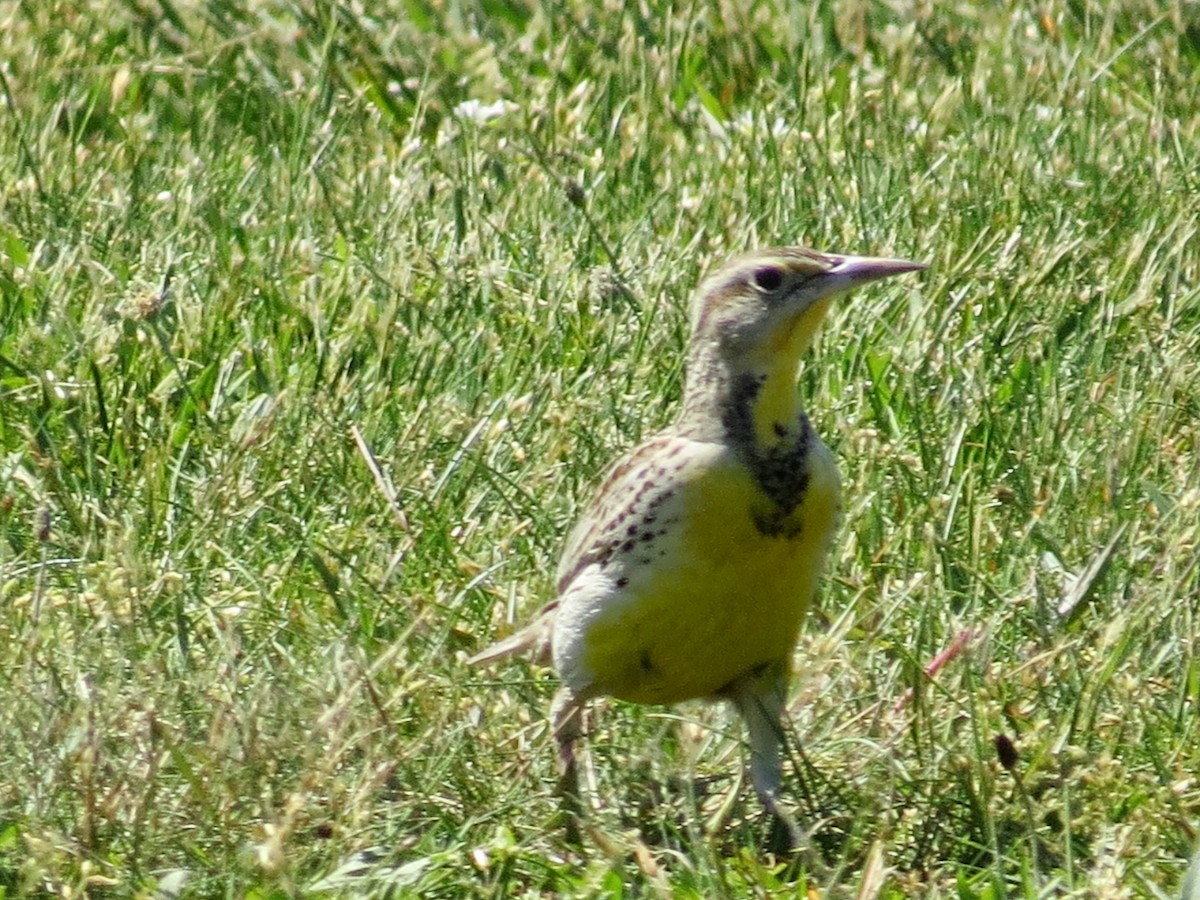 Western Meadowlark - ML161302311