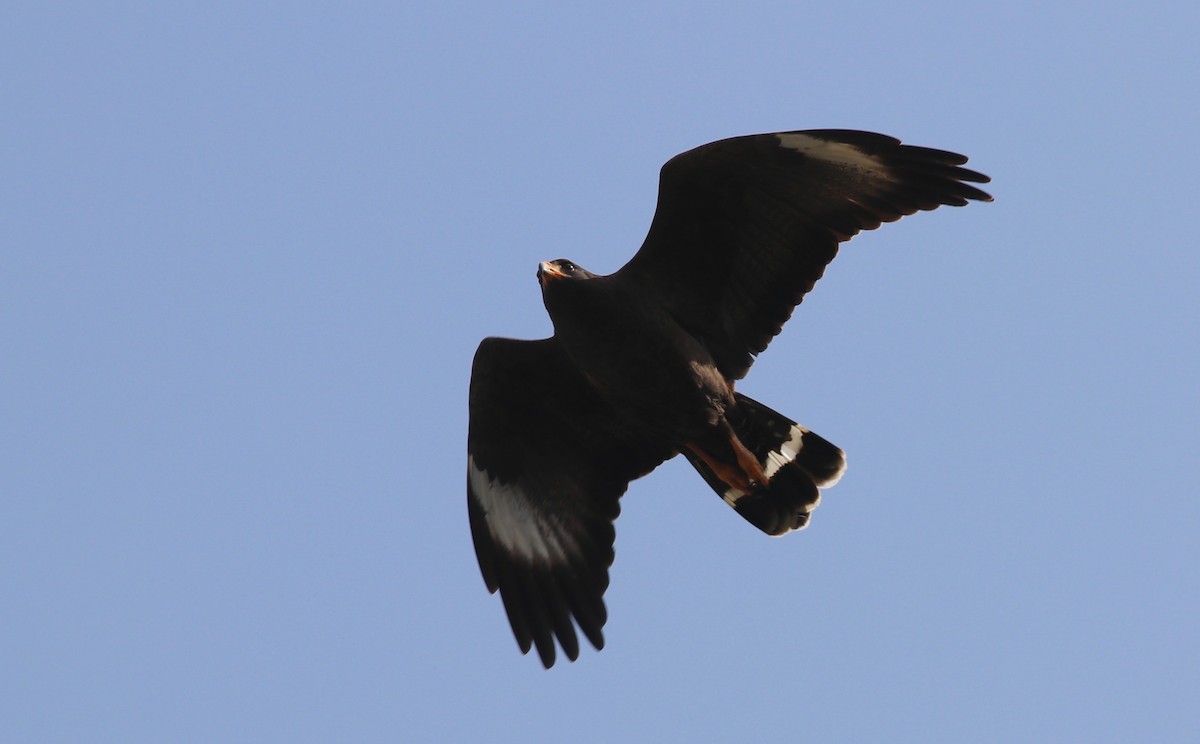 Cuban Black Hawk - Andre Moncrieff