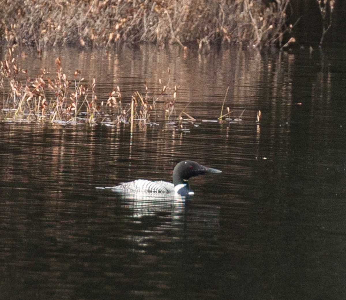 Plongeon huard - ML161303671