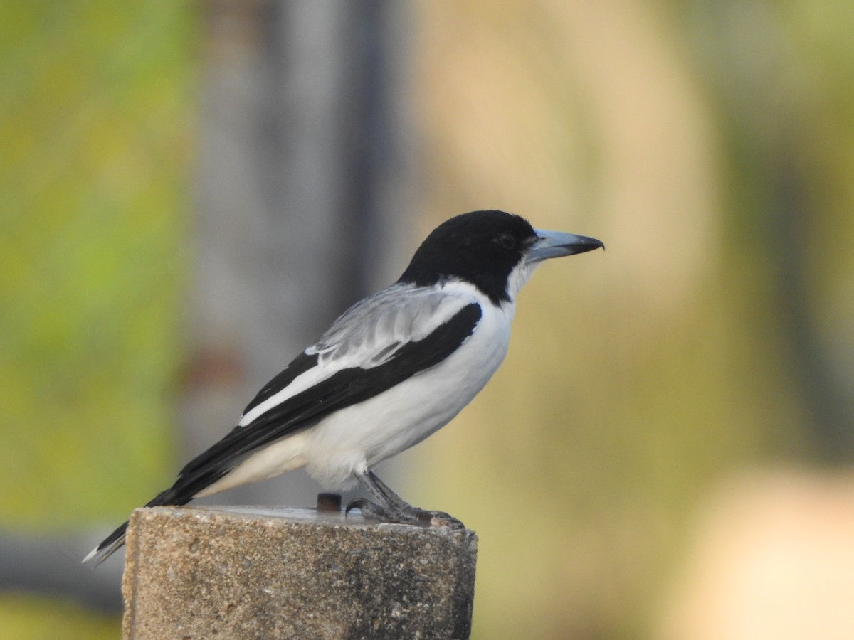 Silver-backed Butcherbird - Hilary Thompson