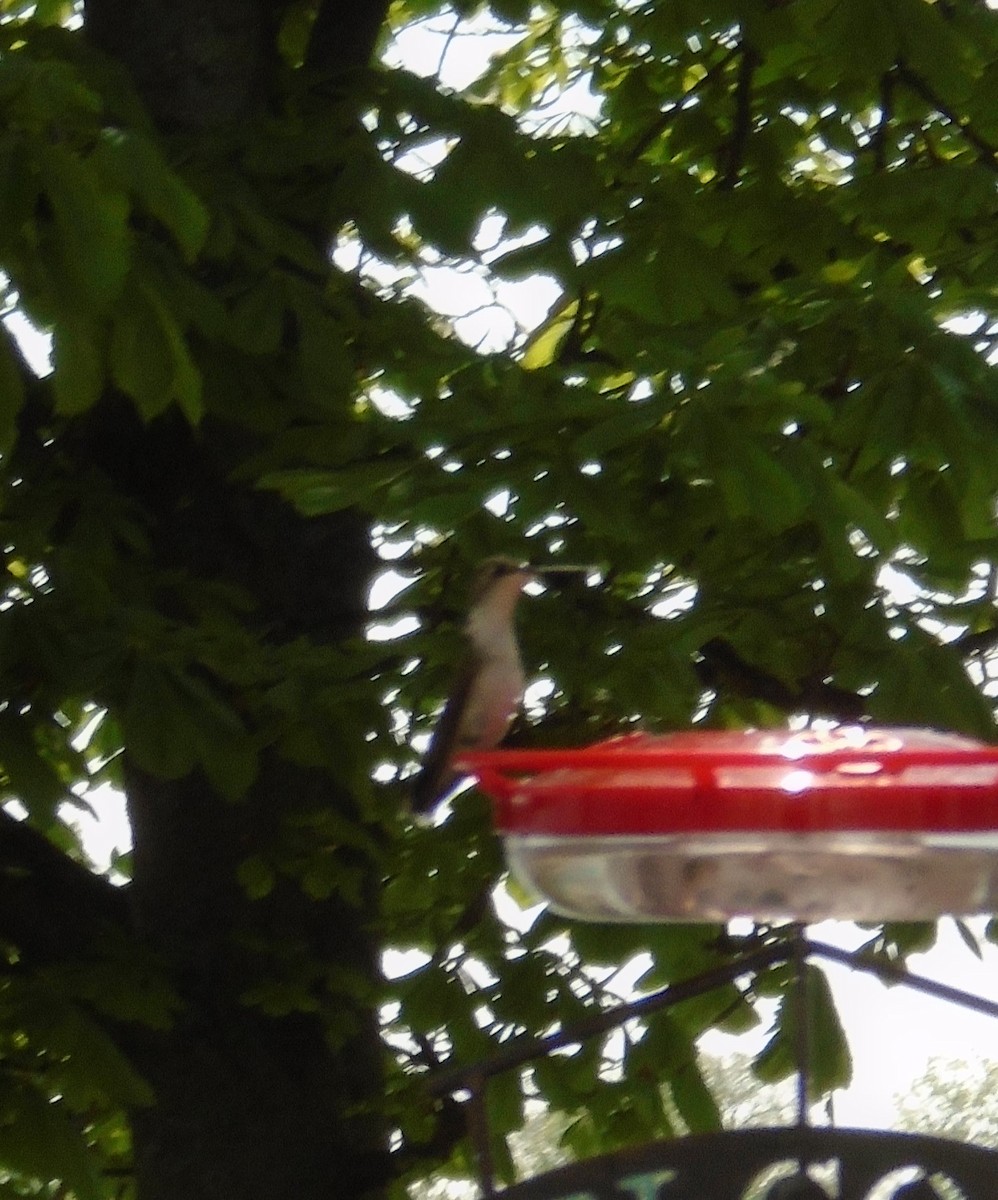 Yakut Boğazlı Kolibri - ML161304091