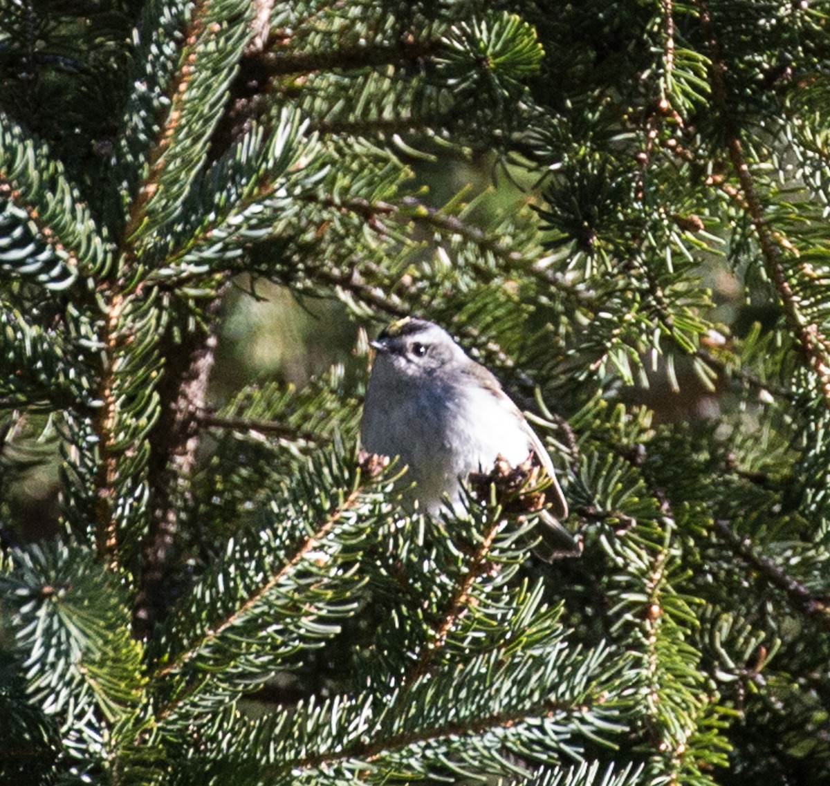 Golden-crowned Kinglet - Meg Barron