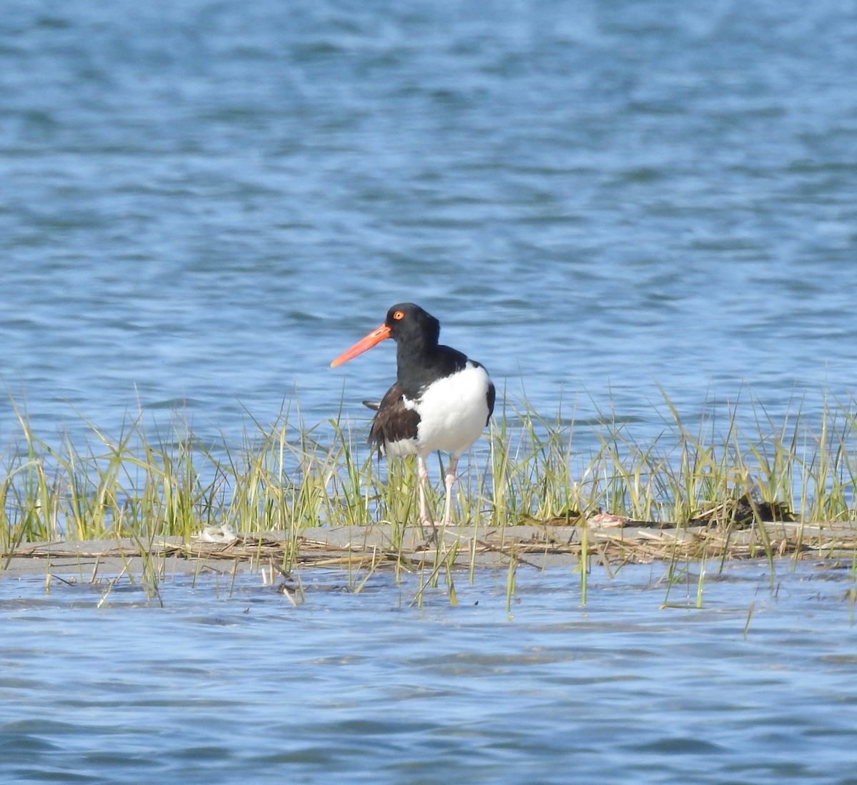 American Oystercatcher - Cat Abbott