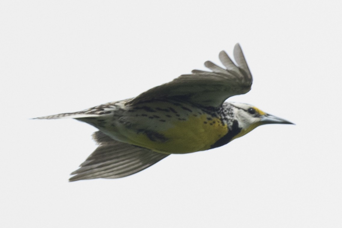 Eastern Meadowlark - ML161304771