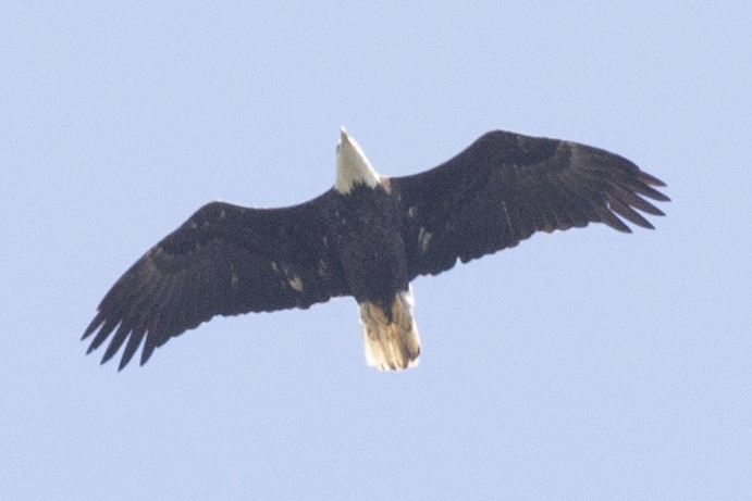 Weißkopf-Seeadler - ML161304881