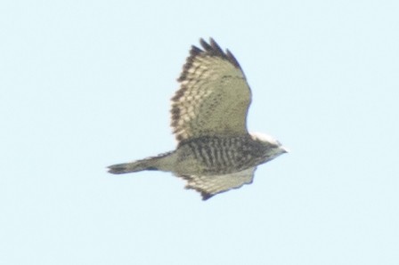 Broad-winged Hawk - ML161304951