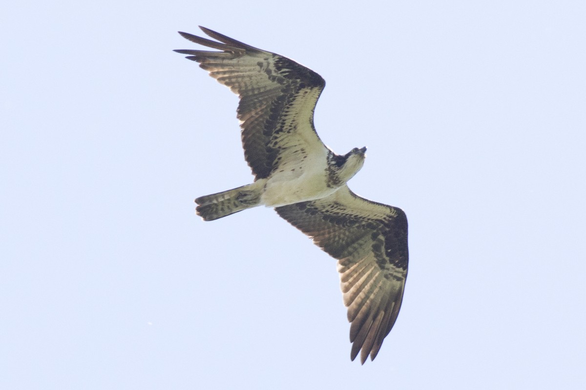 Balbuzard pêcheur - ML161305021