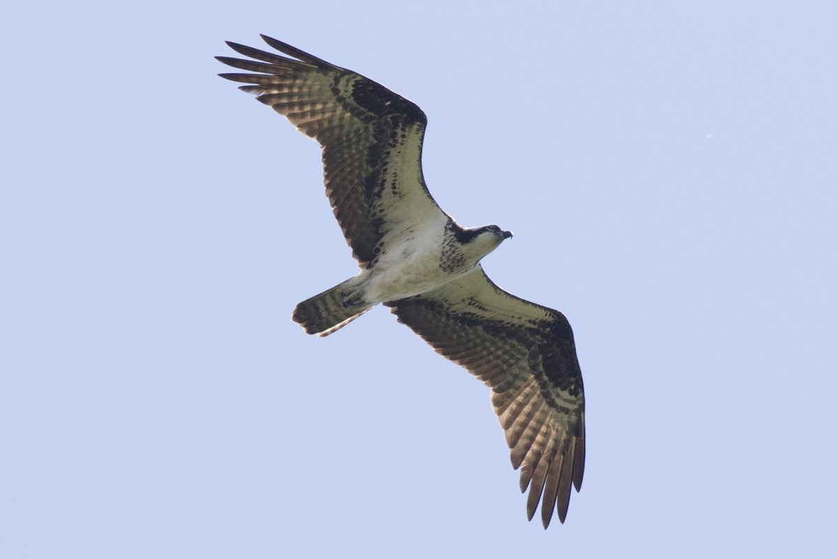 Balbuzard pêcheur - ML161305031