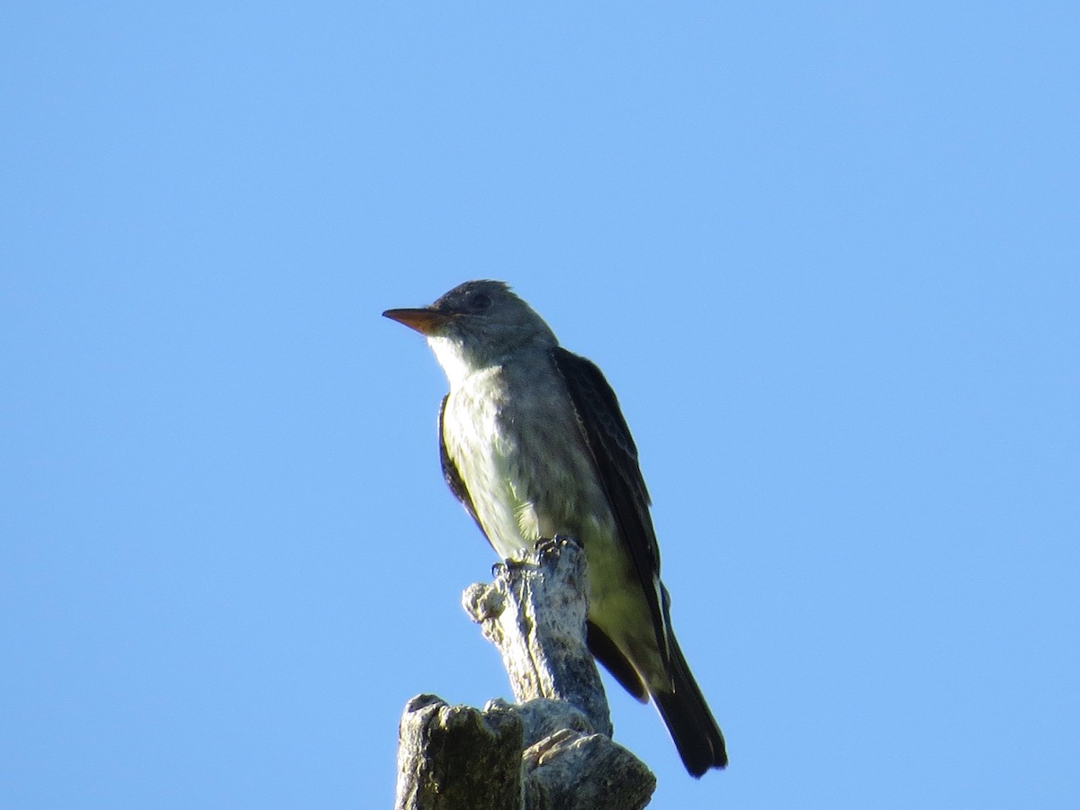 Olive-sided Flycatcher - WS Barbour