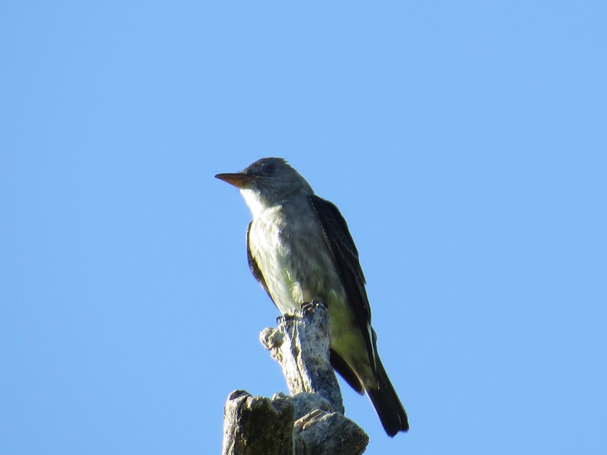 Olivflanken-Schnäppertyrann - ML161305051