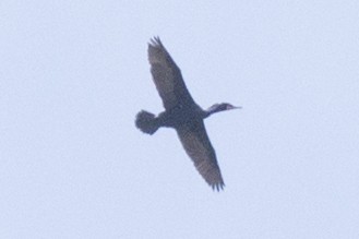 Double-crested Cormorant - ML161305091