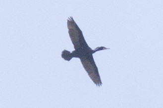 Cormoran à aigrettes - ML161305091