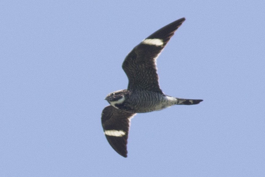 Common Nighthawk - David Brown