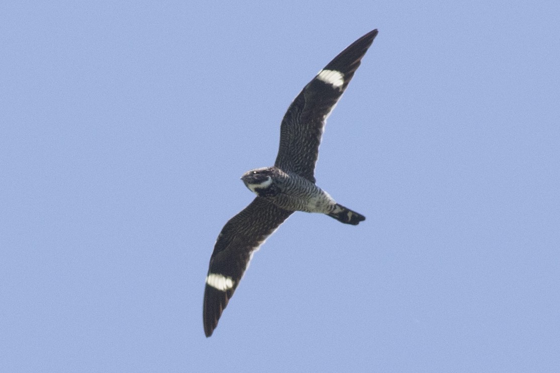 Common Nighthawk - ML161305291