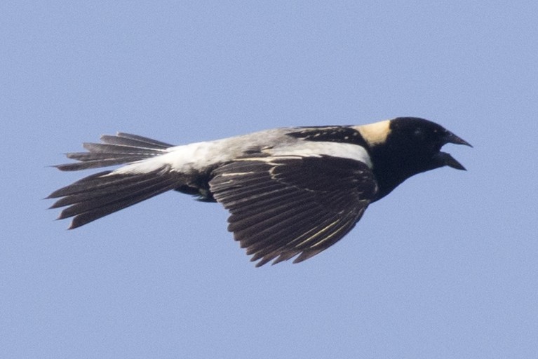 bobolink americký - ML161305311