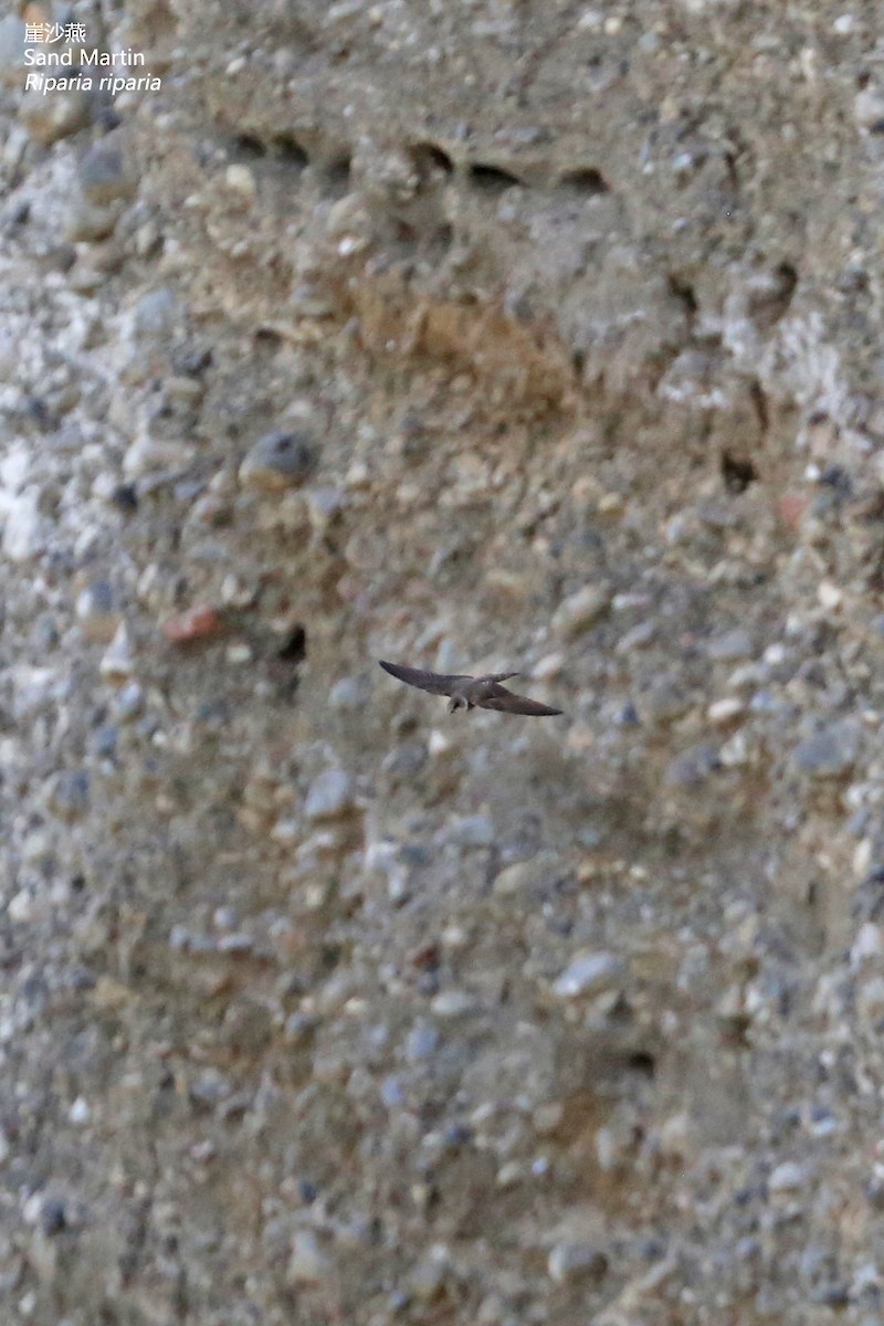 Bank Swallow - ML161305531