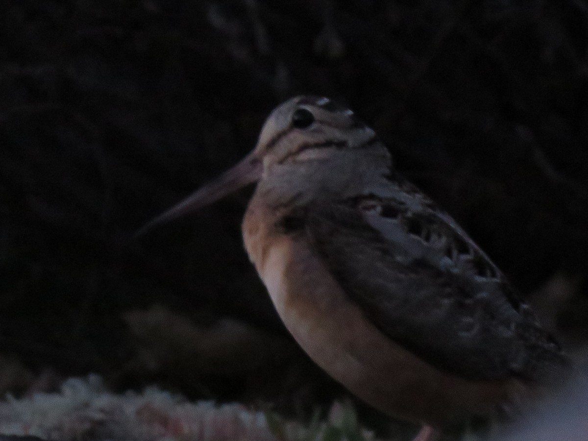 American Woodcock - ML161306031