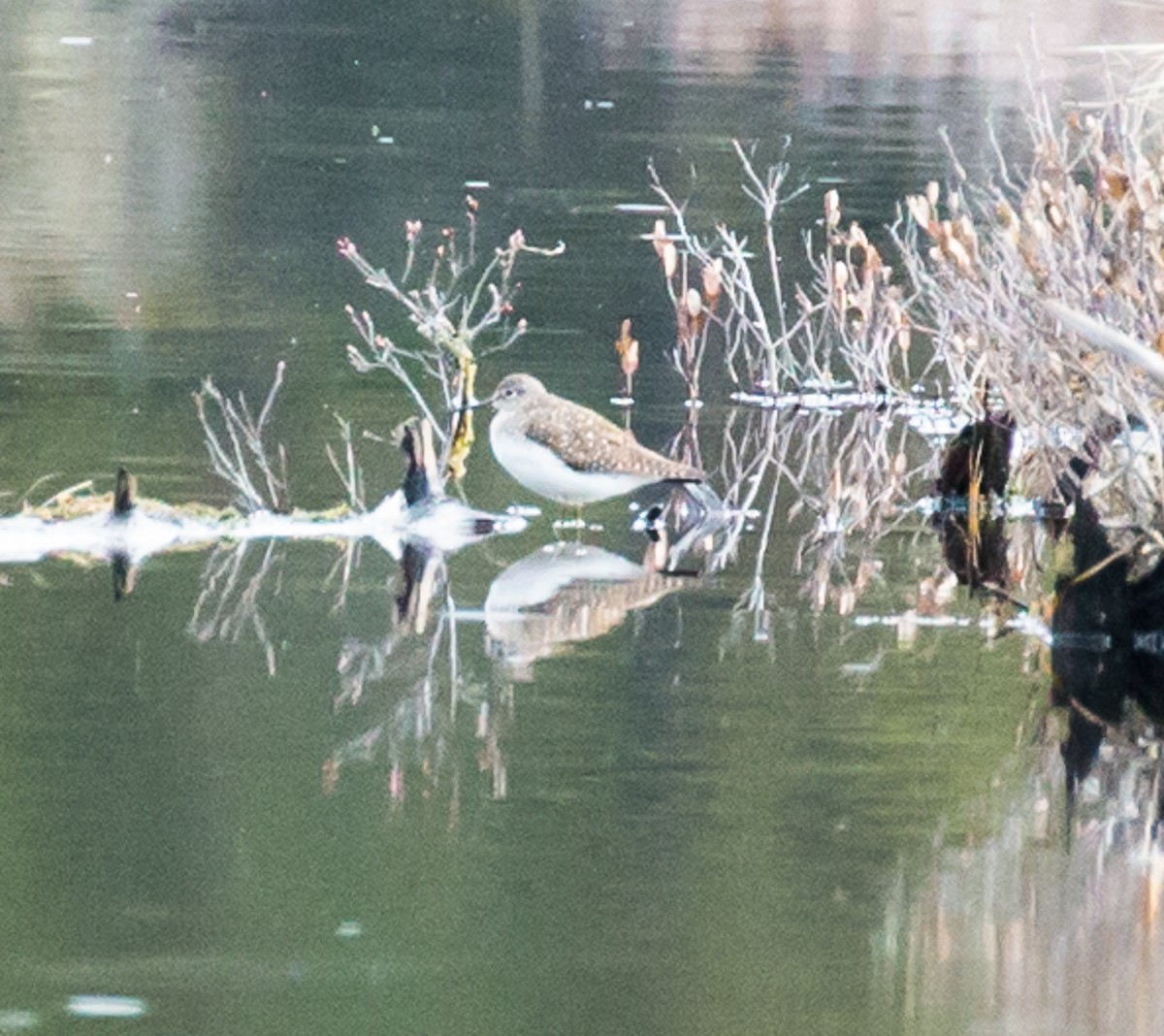 Solitary Sandpiper - ML161306041