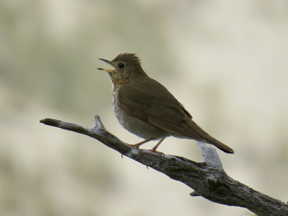 Swainson's Thrush - ML161306641