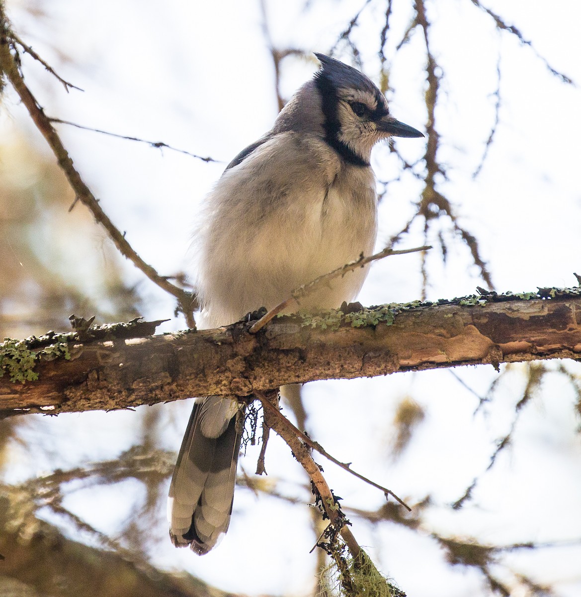 Blue Jay - ML161306721