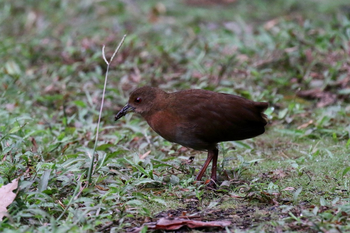 Uniform Crake - Henry Burton