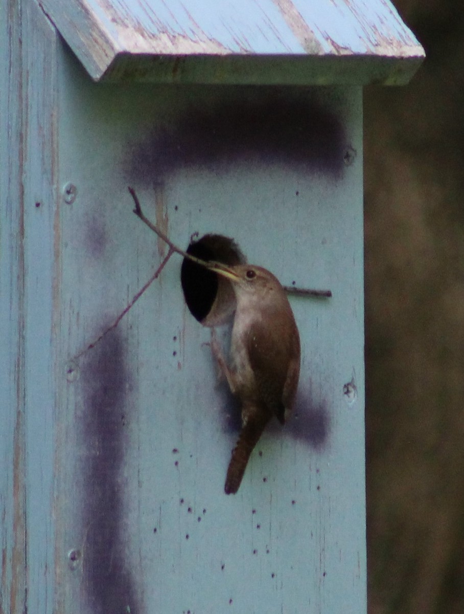 House Wren - ML161309931