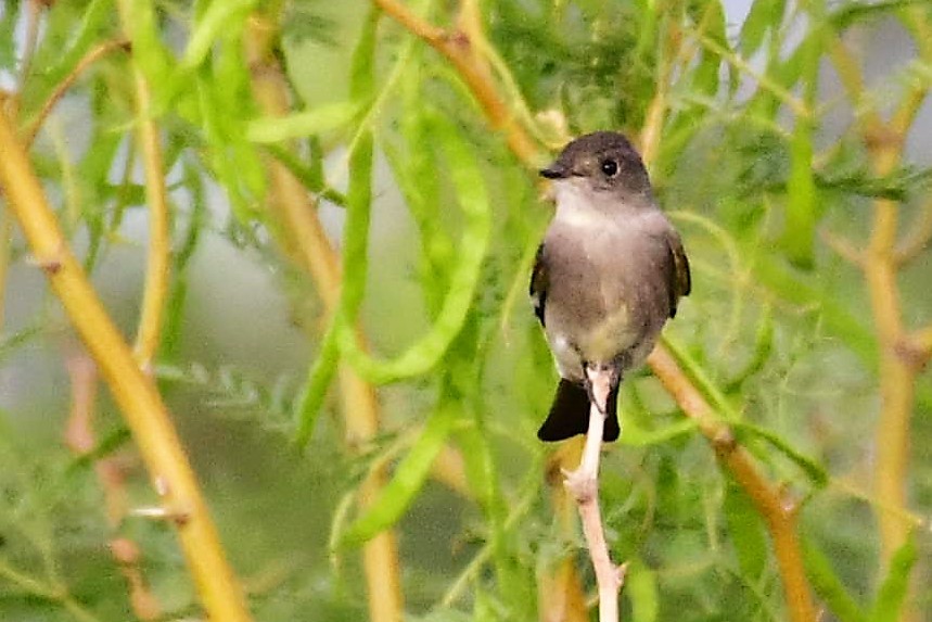 Western Wood-Pewee - Sia McGown