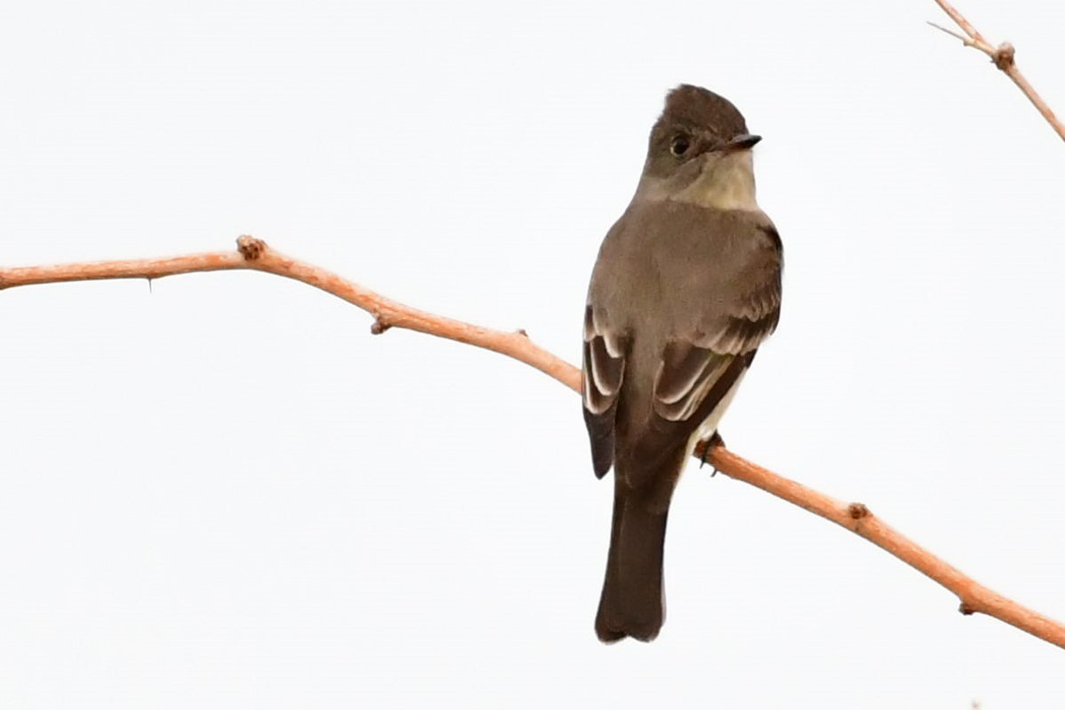 Western Wood-Pewee - ML161309971