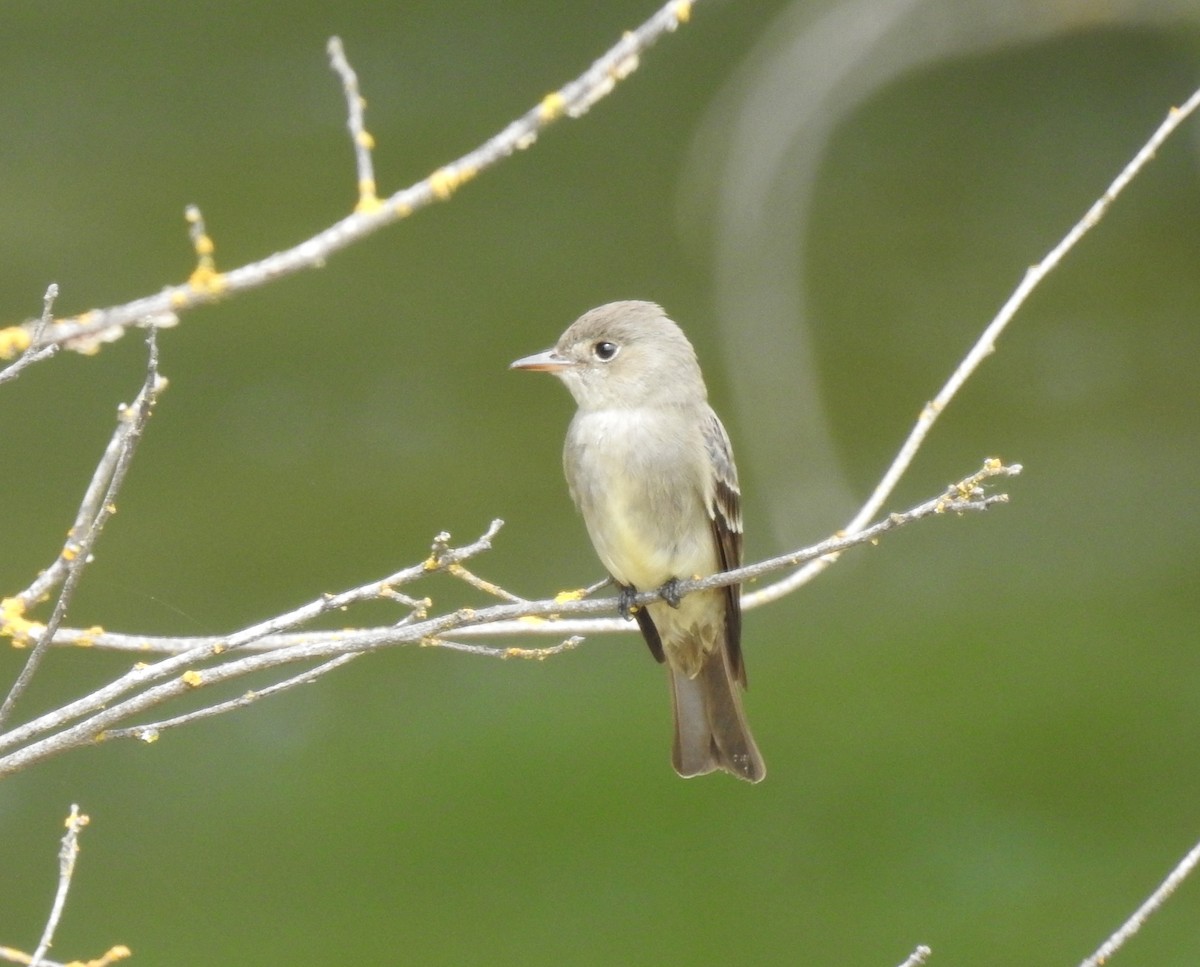 Western Wood-Pewee - David Sexton