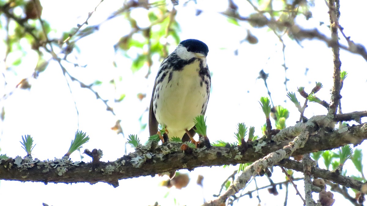 Blackpoll Warbler - Dan J. MacNeal