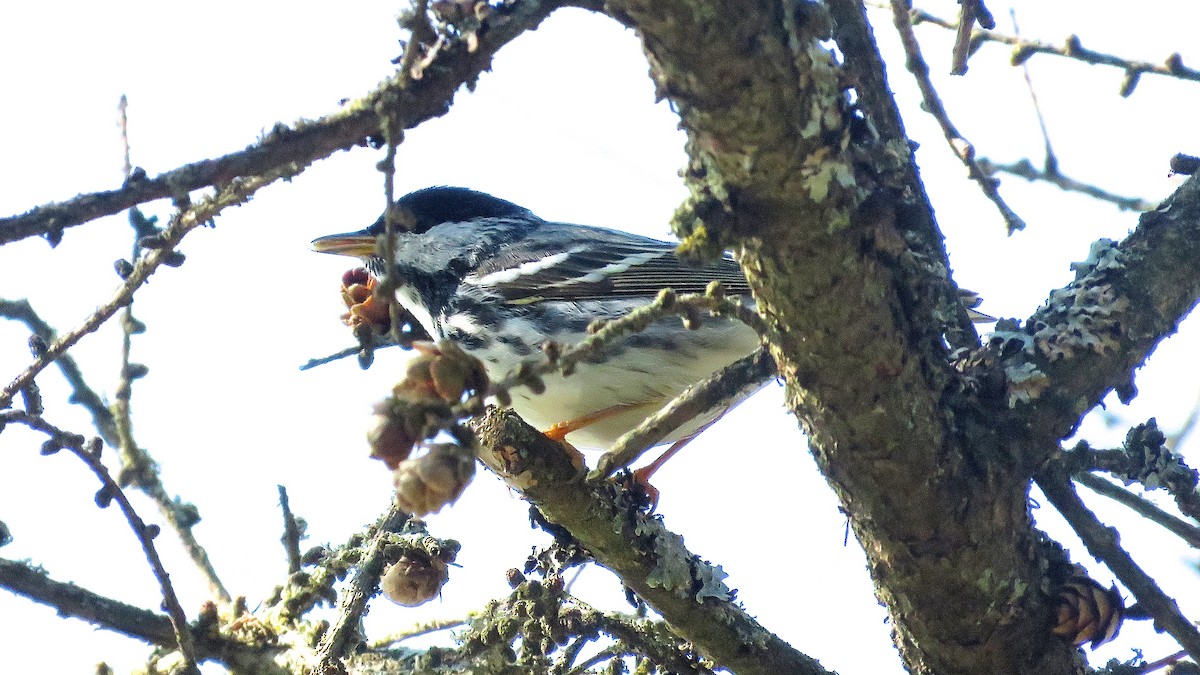 Blackpoll Warbler - Dan J. MacNeal