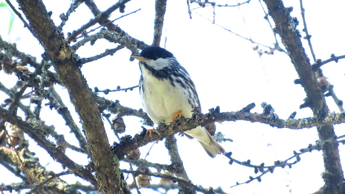 Blackpoll Warbler - ML161311791