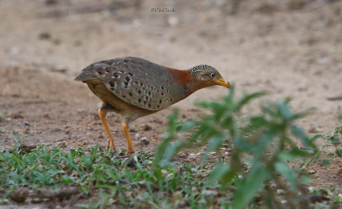 Yellow-legged Buttonquail - ML161312221