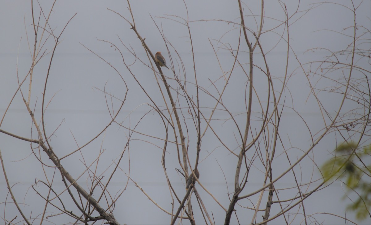 Cedar Waxwing - ML161314131