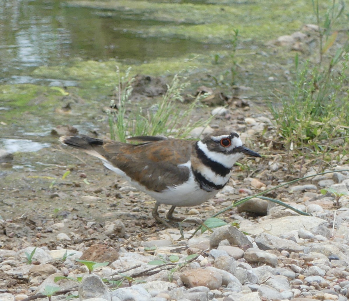 Killdeer - ML161314231