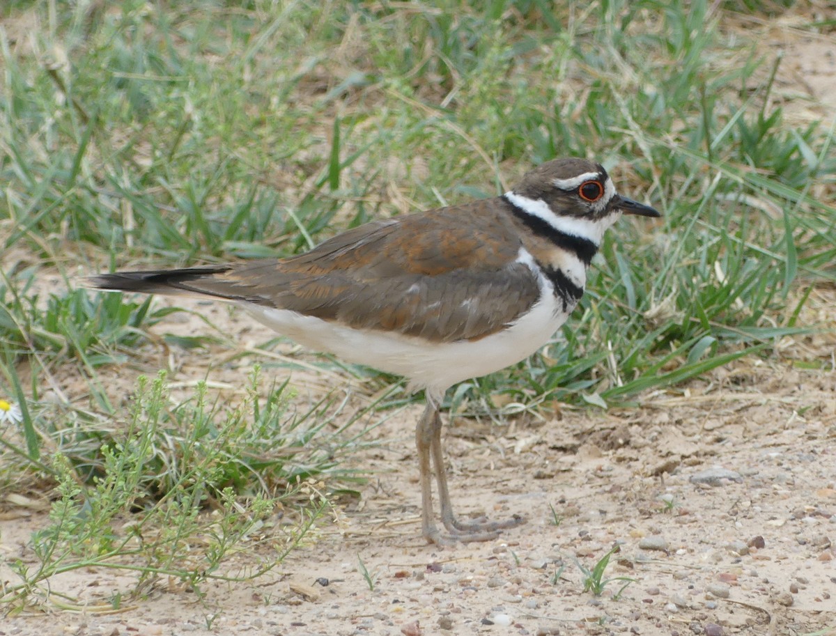 Killdeer - ML161314271
