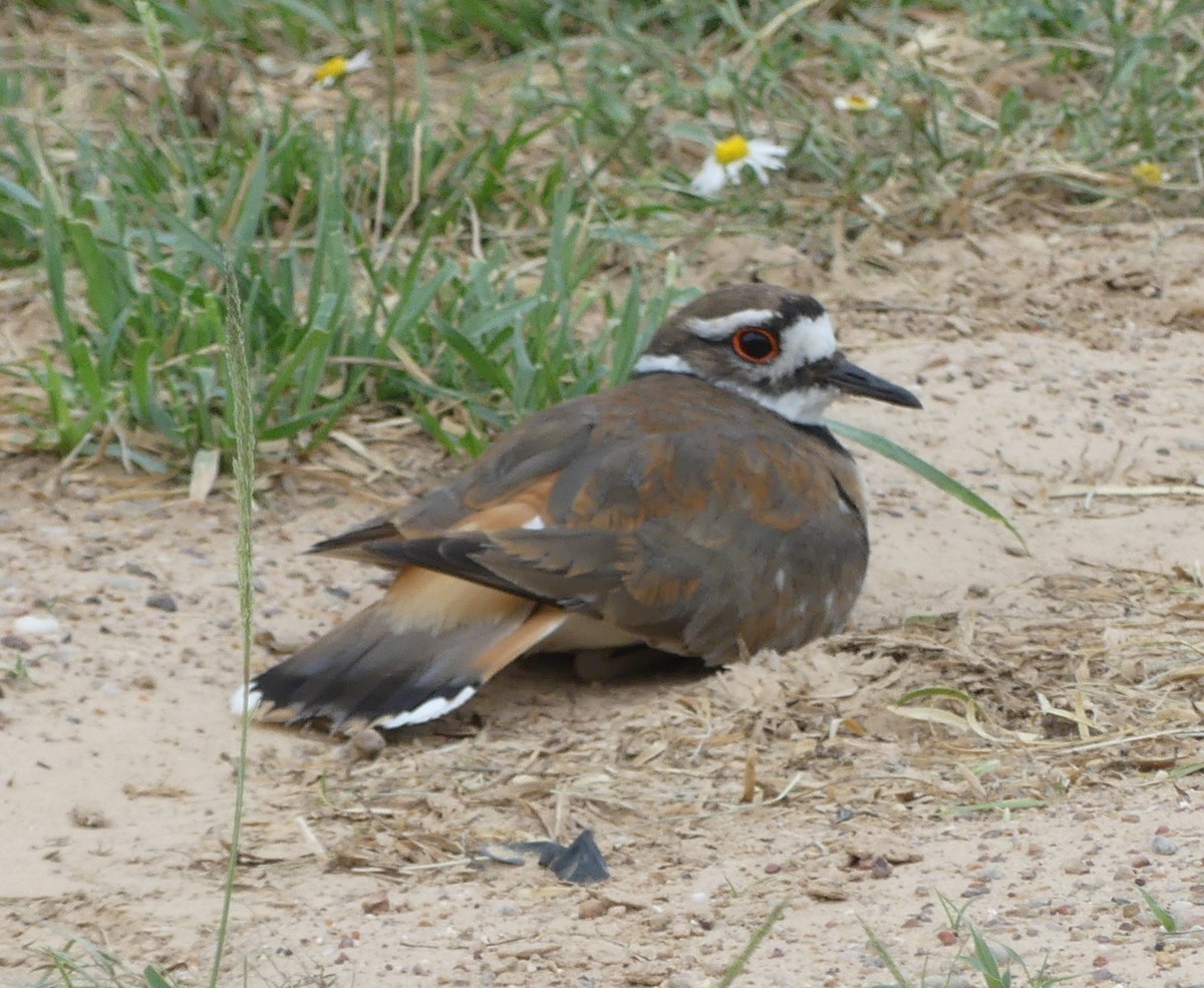 Killdeer - ML161314281