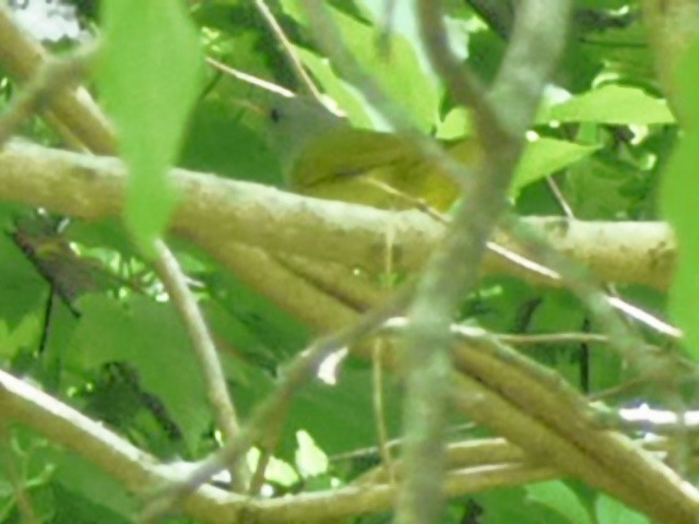 Mourning Warbler - ML161314471