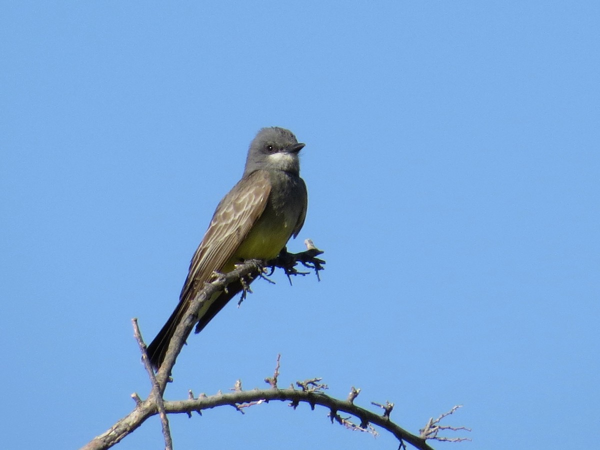 Cassin's Kingbird - WS Barbour