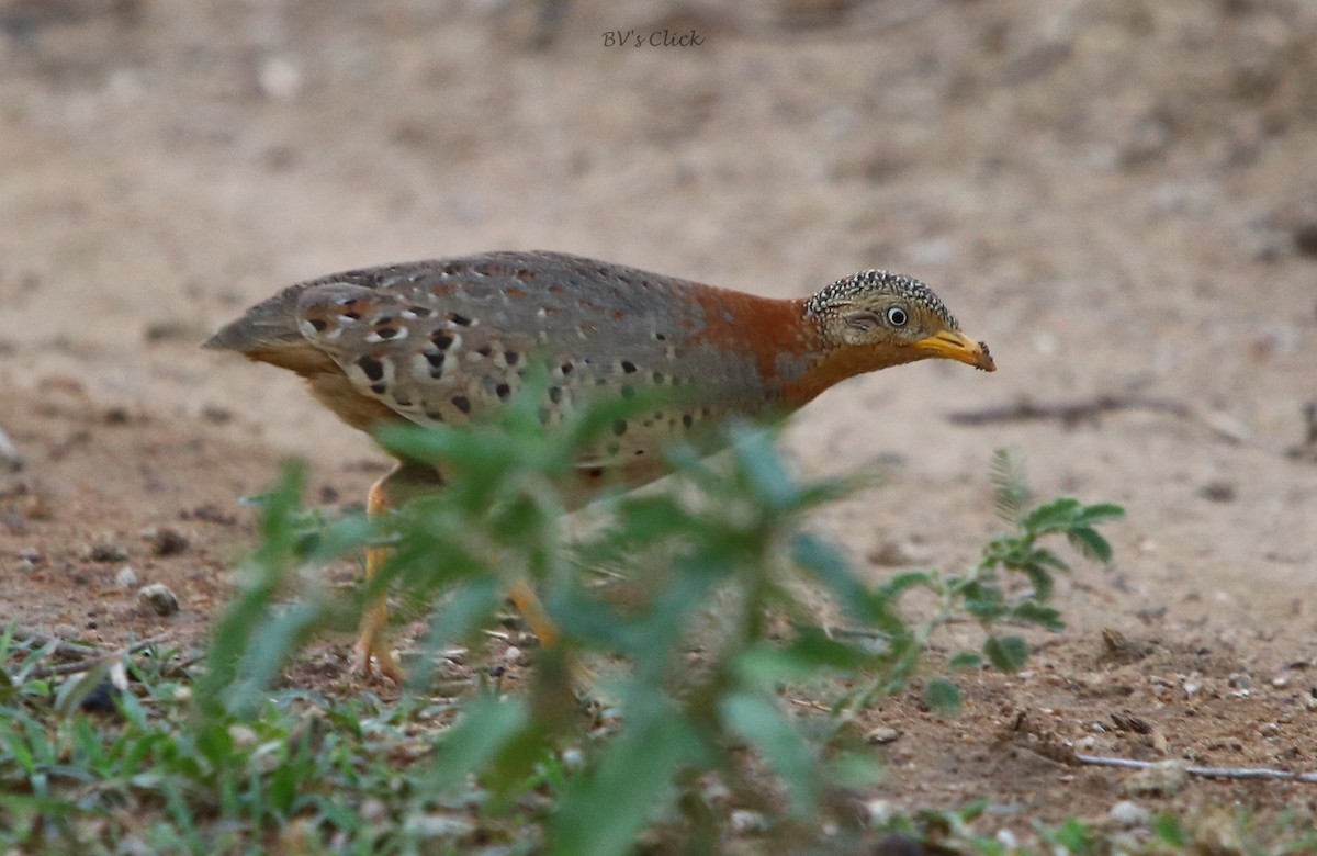 Yellow-legged Buttonquail - ML161314871
