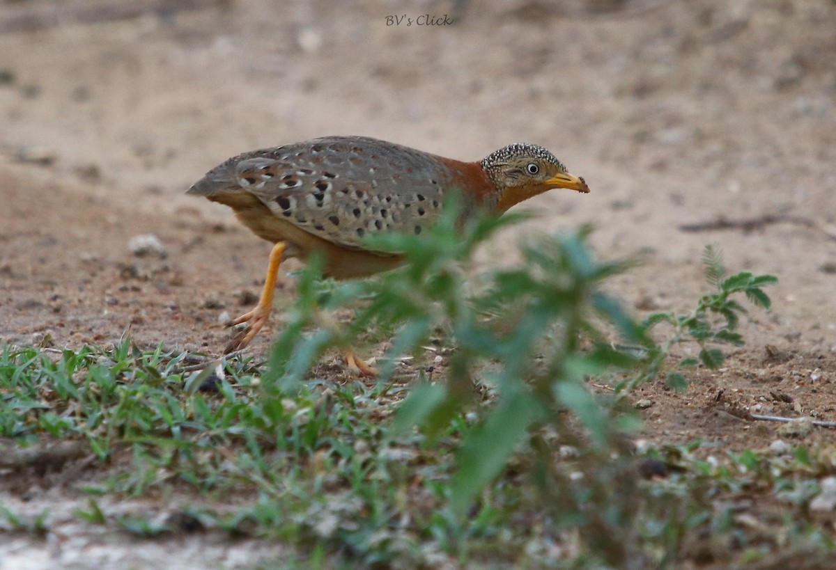 Yellow-legged Buttonquail - ML161314911