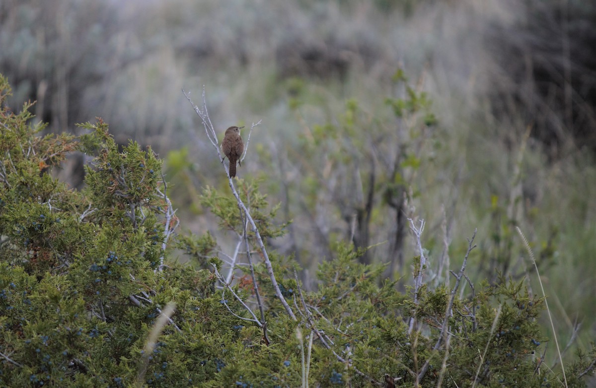 House Wren - ML161314951