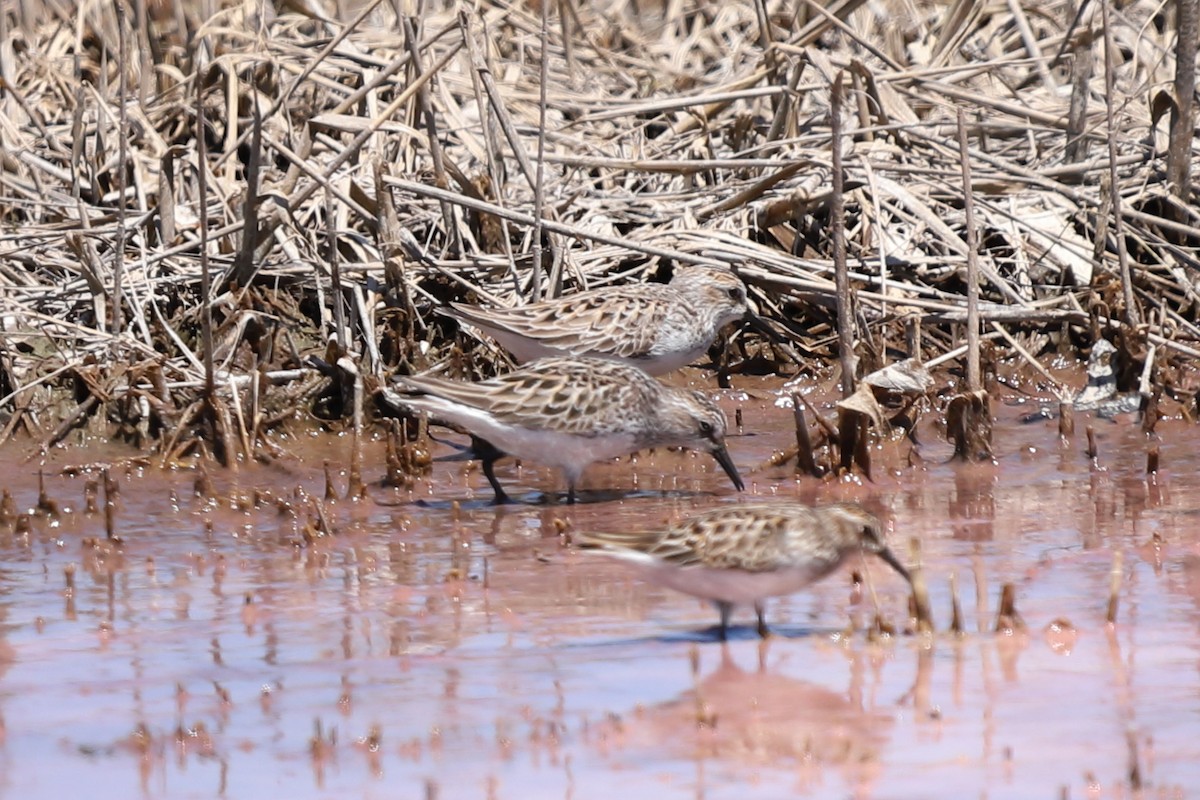 Semipalmated Sandpiper - D Brush