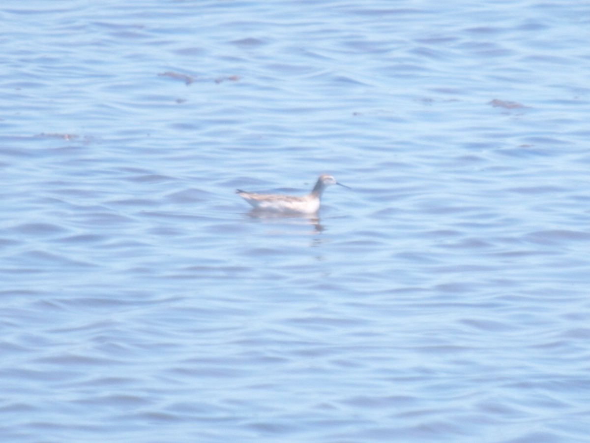 Wilson's Phalarope - ML161315671