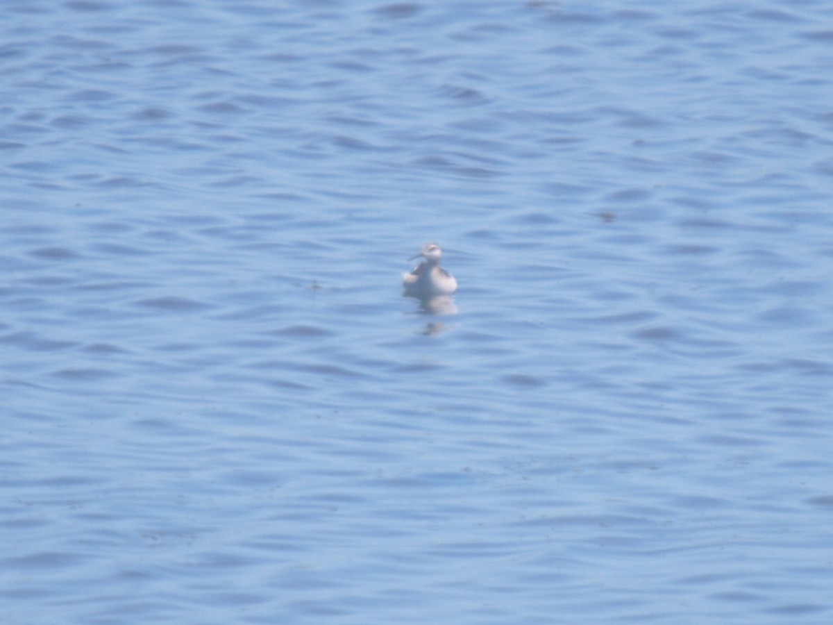 Wilson's Phalarope - ML161315751