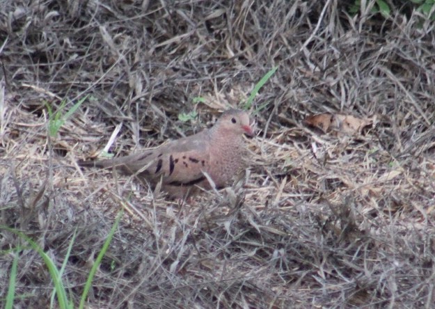 Common Ground Dove - ML161316621