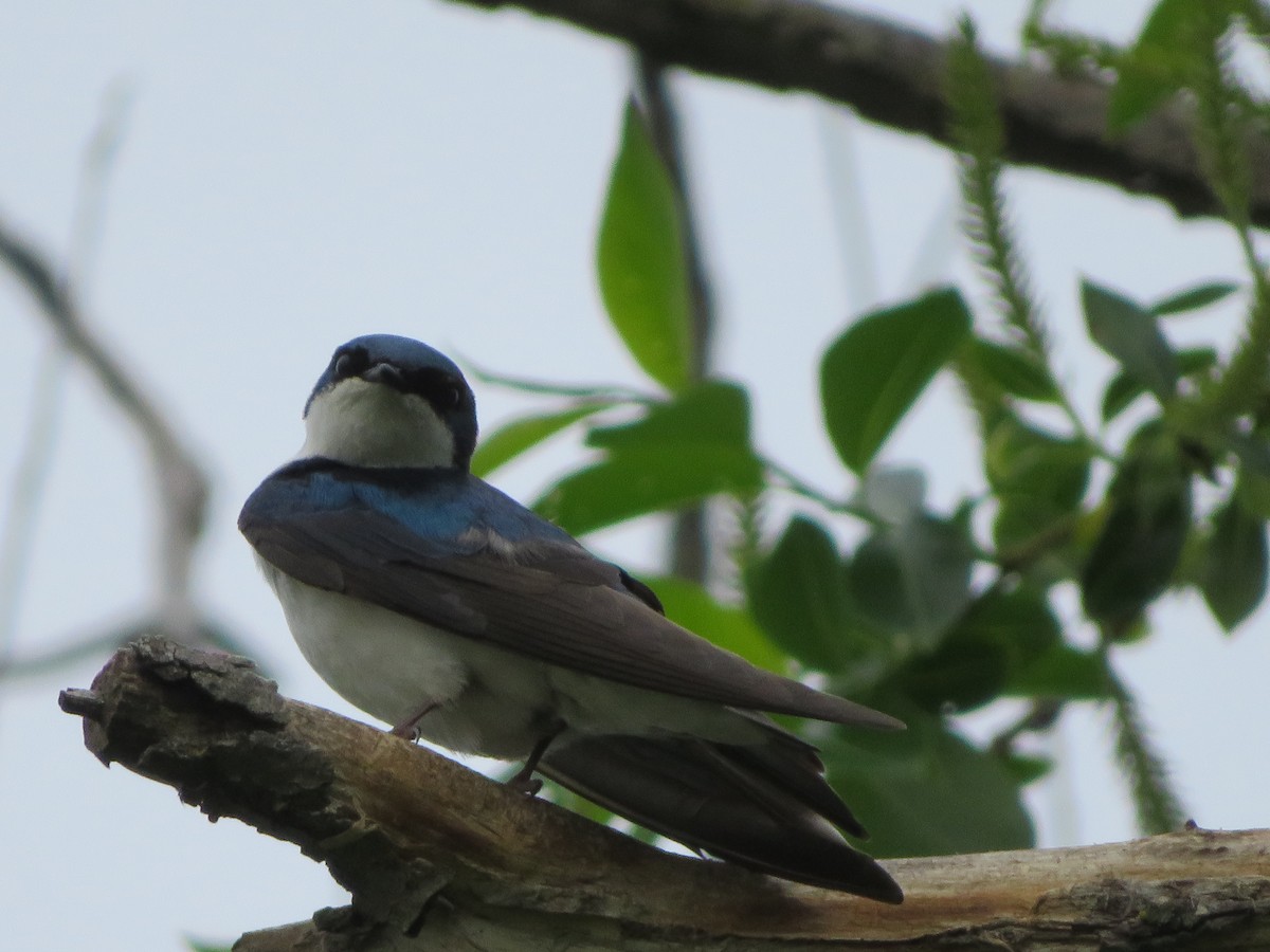 Tree Swallow - ML161318041