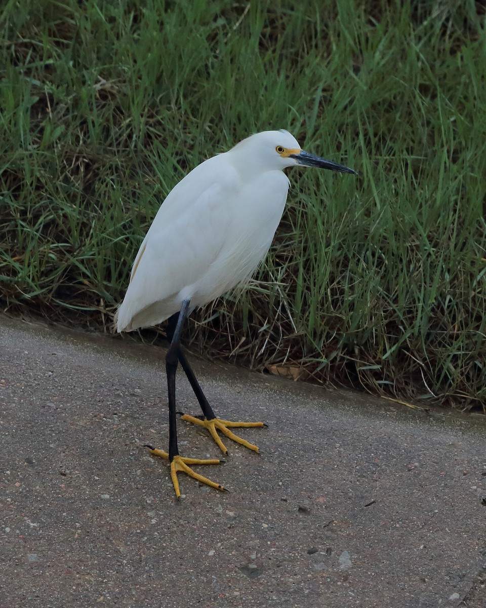 Snowy Egret - ML161318361