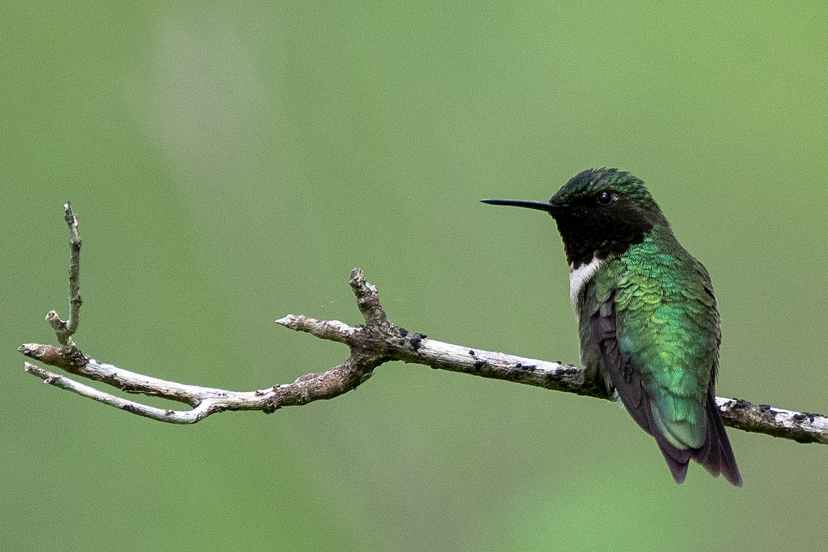 Ruby-throated Hummingbird - Johan Nilsson