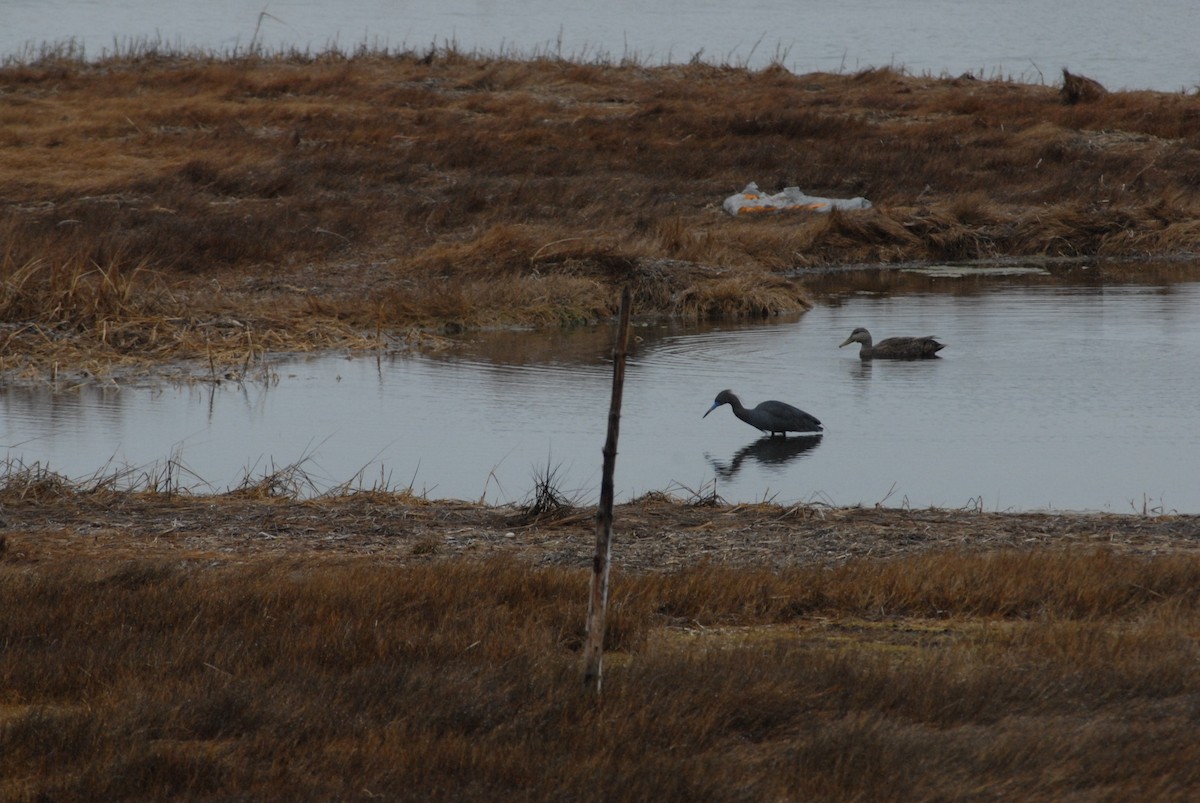 Little Blue Heron - ML161318541